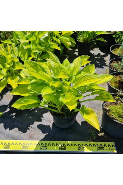 Хоста гібридна Голд Стандарт - 3л/вис.20-30см/Ø40-60см